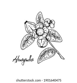 Hand drawn Ashwagandha branch with berries isolated on white background. Vector illustration in sketch style.