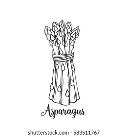 Hand drawn asparagus icon. Vector badge vegetable in the old ink style for brochures, banner, restaurant menu and market