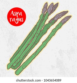 Hand Drawn Asparagus Sprouts