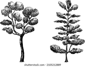 Hand drawn aspen or fir.
Vector illustration in engraving style. Black silhouette of various plants.