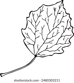 Hand drawn Aspen leaf vector illustration in line art style isolated on a white background.