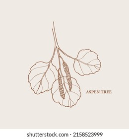 Hand Drawn Aspen Tree Branch Illustration