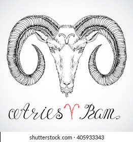 Hand drawn astrological zodiac sign Ram or Aries. Line art vector illustration of engraved horoscope symbol. Head with horns, traditional style. Doodle drawing and sketch with calligraphic lettering