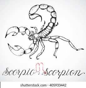 Hand drawn astrological zodiac sign Scorpion or Scropio. Line art vector illustration of engraved horoscope symbol of insect. Traditional style. Doodle drawing and sketch with calligraphic lettering