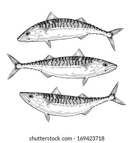 Hand Drawn Atlantic Mackerel