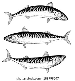 Hand Drawn Atlantic Mackerel Illustration