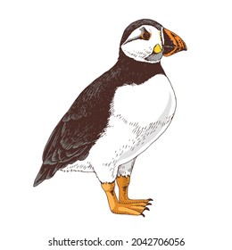 Hand drawn Atlantic puffin bird.