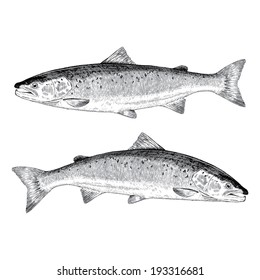 Hand Drawn Atlantic Salmon Illustrations