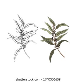 australia dibujado a mano racimo de elementos de hoja y nuez en ilustración vectorial