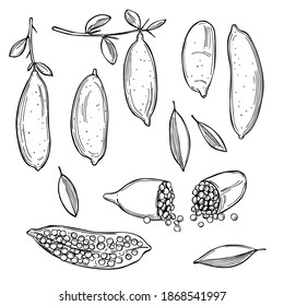 Hand drawn Australia finger limes, citrus caviar. Vector sketch  illustration.