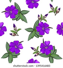 hand drawn australia native flower purple melastoma malabathricum in seamless pattern on white background