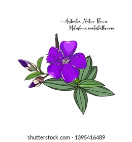 hand drawn australia native flower purple melastoma malabathricum isolated on white background