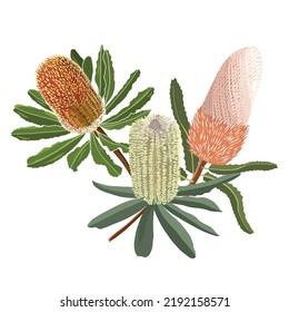 hand drawn australia native flower of mixed banksia element on white background