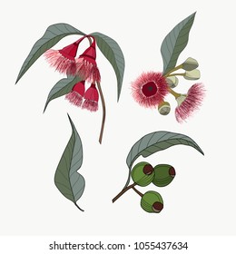 Hand Drawn Australia Native Gum Nut And Red Flowers For Pattern Making