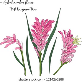 hand drawn Australia native pink kangaroo paw flower illustration on white background