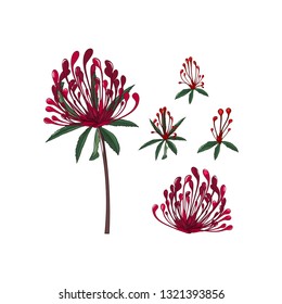 hand drawn australia wild flower sets of tasmanian red waratah flower