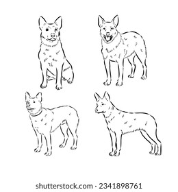 Hand Drawn Australian Cattle Dog Vector Illustration