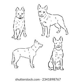 Hand Drawn Australian Cattle Dog Vector Illustration