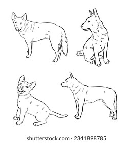 Hand Drawn Australian Cattle Dog Vector Illustration