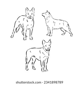 Hand Drawn Australian Cattle Dog Vector Illustration