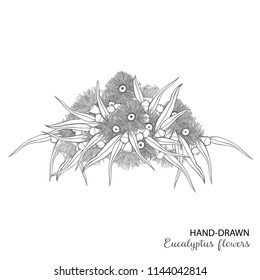 Hand drawn Australian Eucalyptus Florals