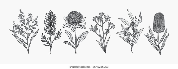 Colección de plantas y flores australianas dibujadas a mano. Ilustración de boceto