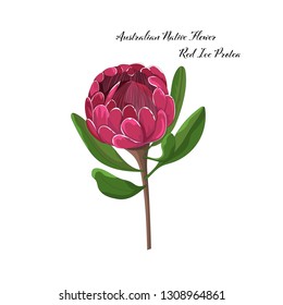 hand drawn australian native flower red ice protea in vector