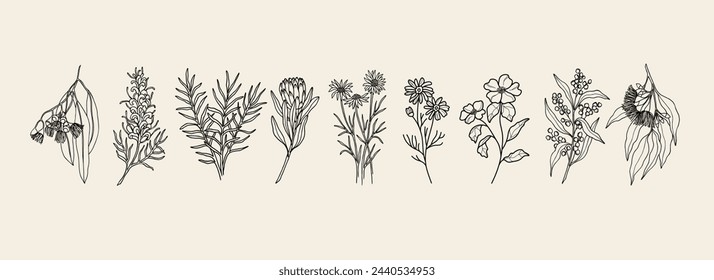 Hand drawn Australian native flowers and plants collection