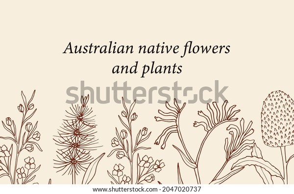 Hand drawn\
Australian native flowers\
background