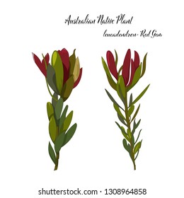 Hand Drawn Australian Native Plant Leucadendron Red Gem In Vector