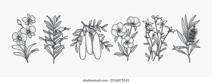 Hand drawn Australian native plants and flowers collection. Cooktown orchid, eremophila, finger lime, Sturt's desert rose, royal bluebell, tea tree