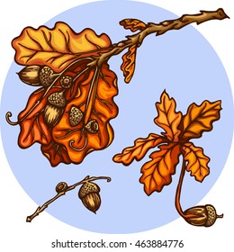 Hand drawn autumn acorns set. oak branches with leaves and acorns. Oak sprout. Autumn branch with leaves