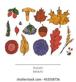 Hand drawn autumn beautiful set of leaves, flowers, branches, mushroom and berries, isolated on white background. Colorful illustration for autumn design, print.