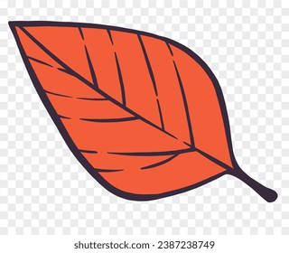 Hand drawn autumn brown  leaf isolated  on png for Thanksgiving  elements  