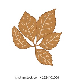 Hand drawn autumn chestnut leaf on a white isolated background. Doodle, simple outline illustration. It can be used for decoration of textile, paper and other surfaces.
