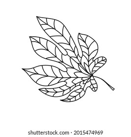 Hand drawn autumn chestnut leaf in doodle style. Leaf icon on white background. Vector illustration of chestnut for clothes, bed linen, postcards, icon, sticker for textile design.