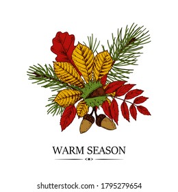 Hand drawn autumn design with chestnut, maple and rowanberry leaves and acorns isolated on white background. Vector illustration in colored sketch style.