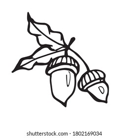 Hand drawn autumn doodle acorns . Vector illustration