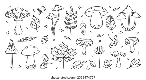 Hand drawn autumn elements: mushrooms, leaves, berries, acorns. Autumn doodles. Hand drawn, sketch. Vector illustration.