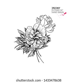 Hand drawn autumn flowers. Peony flower.Vintage engraved art. Botanical illustration. Good for flower shop, Halloween decoration, tattoo, package design, floristic bouquet