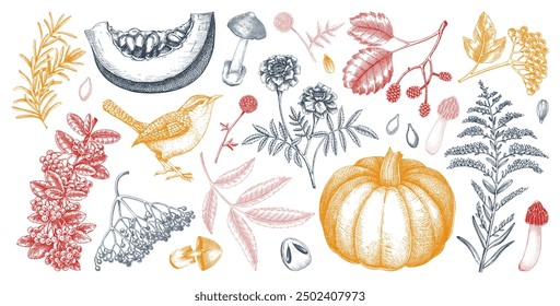 Hand drawn autumn illustrations. Vintage botanical drawings. Fall leaves, pumpkins, mushrooms, and birds sketches. Thanksgiving day design elements. NOT AI generated