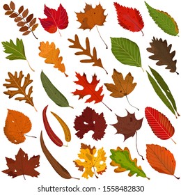 Hand drawn Autumn leaf, colorful illustration vector of orange red green leaves doodle elements on white