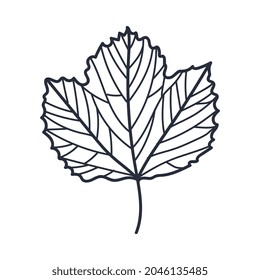 Hand Drawn Autumn Leaf Contour or Outline Vector Illustration