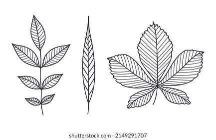 Hand Drawn Autumn Leaf Contour or Outline Vector Illustration Set