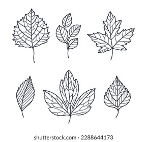 Hand Drawn Autumn Leaf Contour or Outline Vector Set