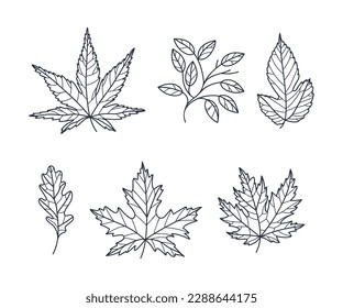 Hand Drawn Autumn Leaf Contour or Outline Vector Set