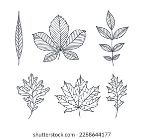 Hand Drawn Autumn Leaf Contour or Outline Vector Set