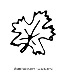 Hand drawn autumn leaf  doodle. Sketch Back to school, icon. Decoration element. Isolated on white background. Vector illustration.