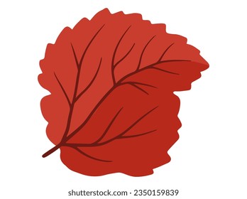 Hand Drawn Autumn Leaf Illustration