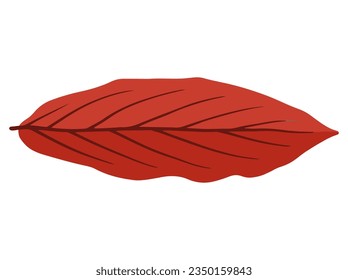 Hand Drawn Autumn Leaf Illustration